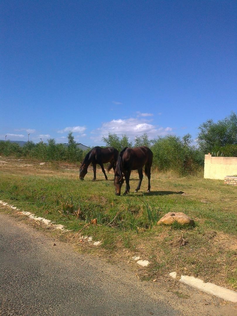 0 Bedroom Property for Sale in Fisherhaven Western Cape